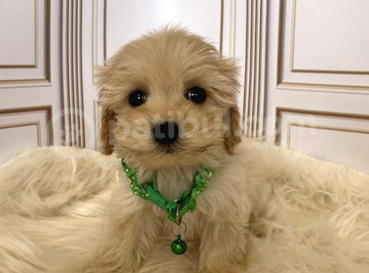 Safkan Irk Garanti̇ Malti̇poo Yavrular görsel