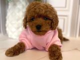 HARİKA TOY POODLE YAVRULAR