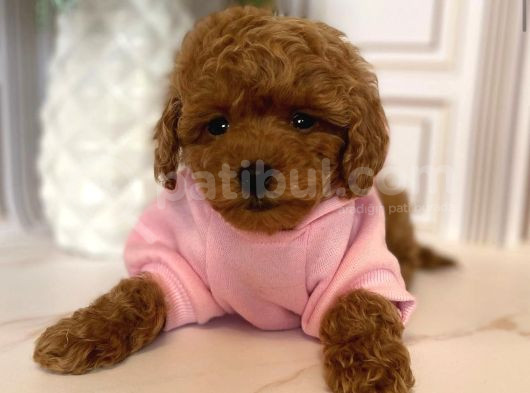 Hari̇ka Toy Poodle Yavrular