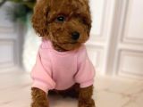 Hari̇ka Toy Poodle Yavrular