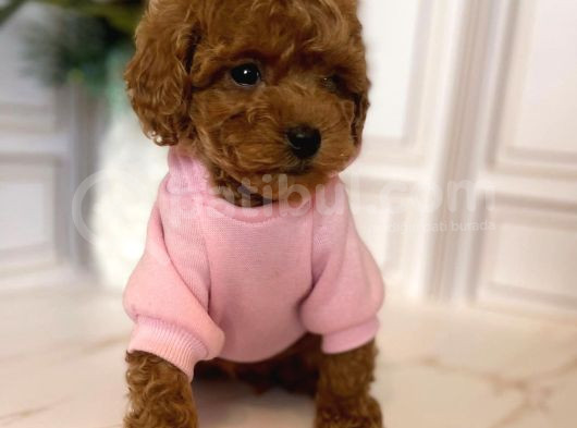 Hari̇ka Toy Poodle Yavrular görsel