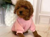 Hari̇ka Toy Poodle Yavrular