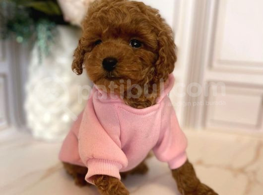 Hari̇ka Toy Poodle Yavrular görsel