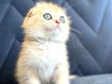Secereli Scottish Fold Golden