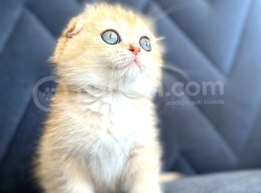 Secereli Scottish Fold Golden görsel