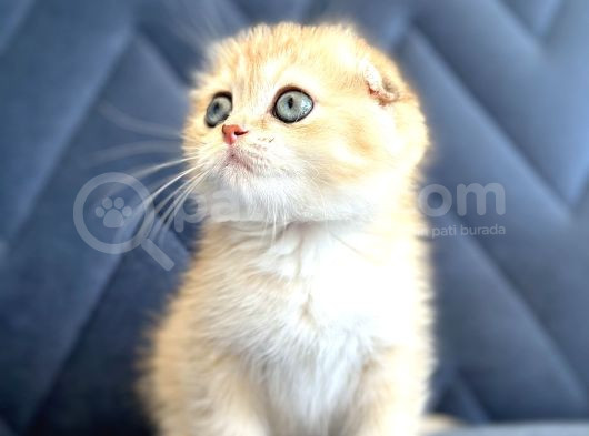 Secereli Scottish Fold Golden görsel