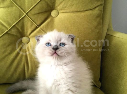 Scotish Fold Blupoint Topkafa Mavi Göz Longhair görsel