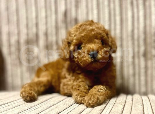 Kivir Kivir Toy Poodle Yavrular görsel