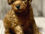Kivir Kivir Toy Poodle Yavrular