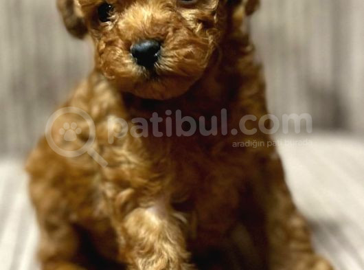 Kivir Kivir Toy Poodle Yavrular görsel