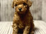 Kivir Kivir Toy Poodle Yavrular