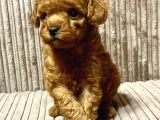 Kivir Kivir Toy Poodle Yavrular