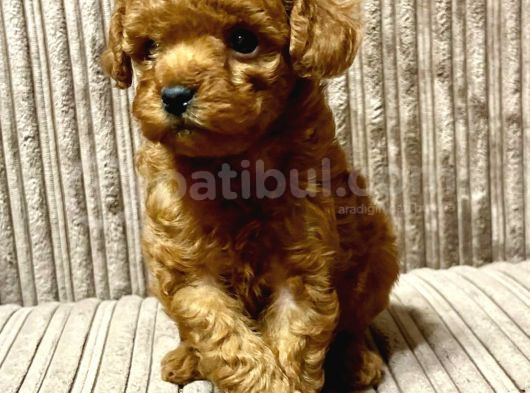 Kivir Kivir Toy Poodle Yavrular görsel