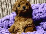 KIVIR KIVIR TOY POODLE YAVRULAR
