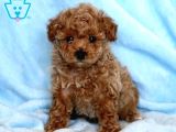 Mini Boy Puppy Kıpkırmızı Red Tooy Poodle 