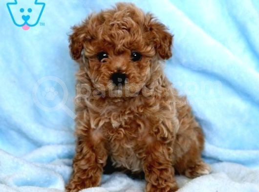 Mini Boy Puppy Kıpkırmızı Red Tooy Poodle  görsel