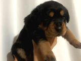 Dişi- Erkek A Kalite Rotweiler Yavrularımız