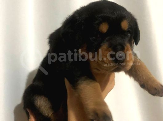 Dişi- Erkek A Kalite Rotweiler Yavrularımız görsel