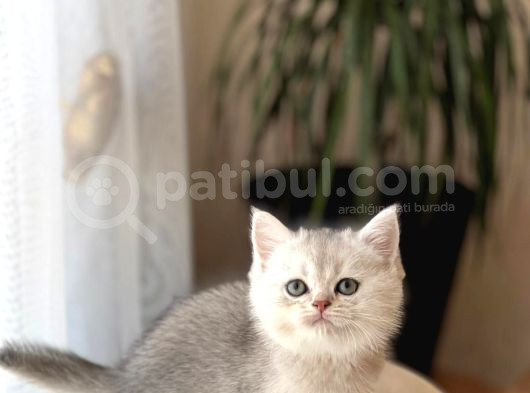İnsan Canlisi Ayi Surat Bri̇ti̇sh Shorthai̇r Yavrular görsel