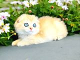 Secereli Scottish Fold golden