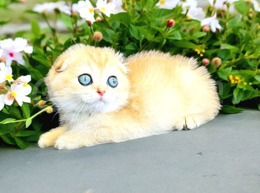 Secereli Scottish Fold Golden