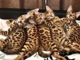 SCRLİ BENGAL kEDİ YAVRULARIMIZ