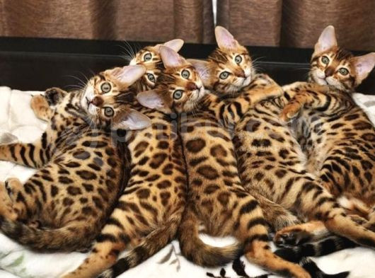 Scrli̇ Bengal Kedi̇ Yavrularimiz