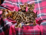 Scrli̇ Bengal Kedi̇ Yavrularimiz