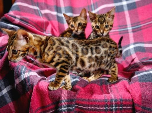 Scrli̇ Bengal Kedi̇ Yavrularimiz görsel