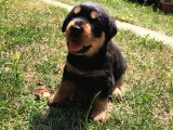 Dişi- erkek A kalite rotweiler yavrularımız