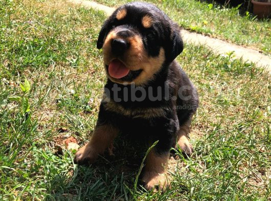 Dişi- Erkek A Kalite Rotweiler Yavrularımız