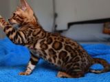 Scrli̇ Bengal Kedi̇ Yavrularimiz