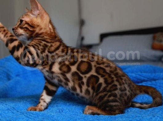 Scrli̇ Bengal Kedi̇ Yavrularimiz görsel