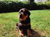 Dişi- Erkek A Kalite Rotweiler Yavrularımız