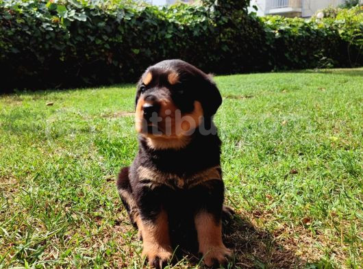 Dişi- Erkek A Kalite Rotweiler Yavrularımız görsel
