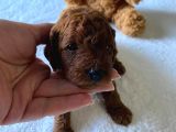 Toy Poodle Yavrulari Di̇şi̇ Erkek