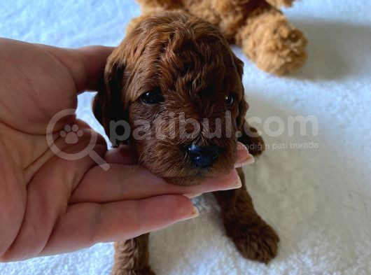 Toy Poodle Yavrulari Di̇şi̇ Erkek görsel