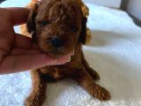 TOY POODLE YAVRULARI DİŞİ eRKEK