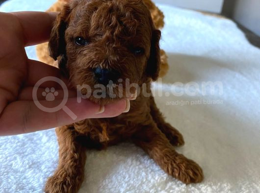 Toy Poodle Yavrulari Di̇şi̇ Erkek