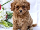 Kahve Tonlu Mini Boy Puppy Sevimli Yavrular Malti̇po Ci̇nsi̇ 