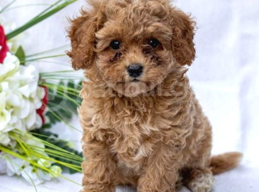 Kahve Tonlu Mini Boy Puppy Sevimli Yavrular Malti̇po Ci̇nsi̇  görsel