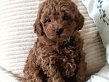 Mini boy puppy kıpkırmızı Red TOOY POODLE 