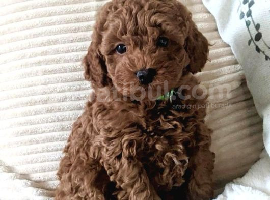 Mini Boy Puppy Kıpkırmızı Red Tooy Poodle 