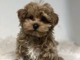 Mini boy puppy kıpkırmızı Red TOOY POODLE 
