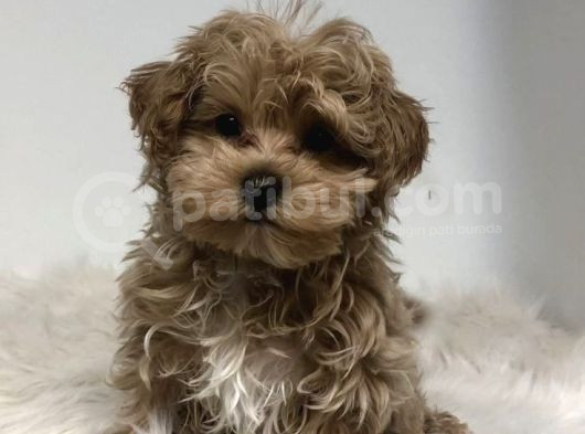 Mini Boy Puppy Kıpkırmızı Red Tooy Poodle 