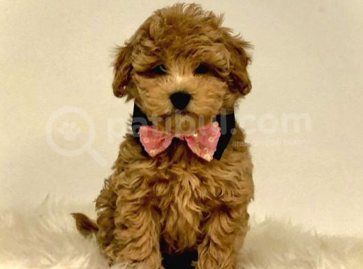 Mini Boy Puppy Kıpkırmızı Red Tooy Poodle  görsel