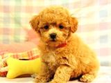 Kahve tonlu mini boy puppy sevimli yavrular MALTİPO CİNSİ 