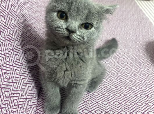 2 Aylık Yavru Kedi