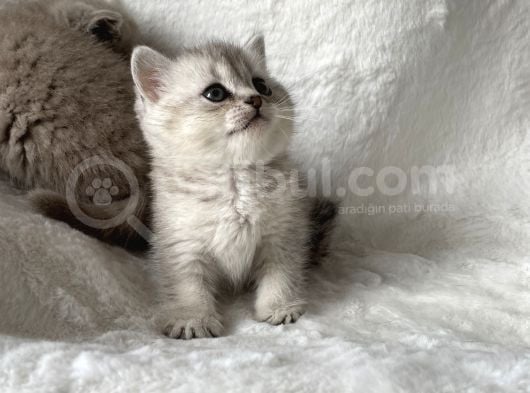 Silver Sadkan British Shorthair görsel
