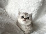 Silver Sadkan British Shorthair